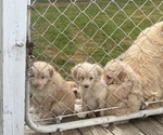 Small Goldendoodle-Miniature Australian Shepherd Mix