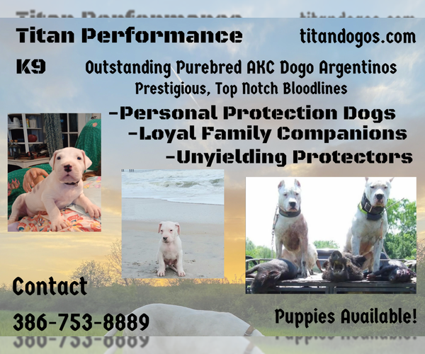 Medium Photo #1 Dogo Argentino Puppy For Sale in PANAMA CITY BEACH, FL, USA