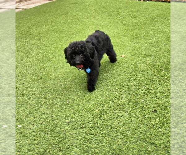 Medium Photo #7 Mutt Puppy For Sale in Plantation, FL, USA