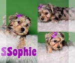 Puppy Sophie Yorkshire Terrier