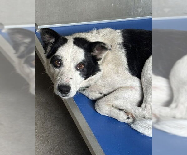 Medium Photo #1 Border Collie Puppy For Sale in San Bernardino, CA, USA