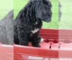 Small Photo #19 Bernedoodle Puppy For Sale in BOWLING GREEN, KY, USA