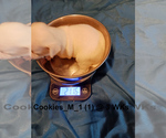 Small Photo #8 Chihuahua Puppy For Sale in BELLE FOURCHE, SD, USA