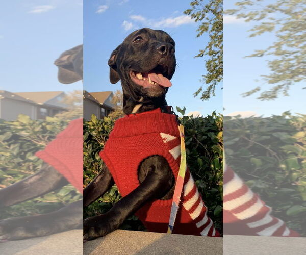 Medium Photo #2 American Staffordshire Terrier-Labrador Retriever Mix Puppy For Sale in Holly Springs, NC, USA