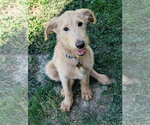 Small #1 Labradoodle