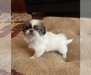 Pekingese Puppy for Sale in BRIGHTON, Missouri USA
