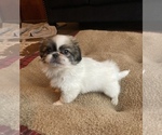 Small Photo #1 Pekingese Puppy For Sale in BRIGHTON, MO, USA