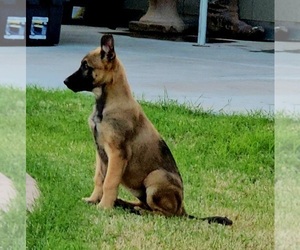 Malinois Puppy for sale in WADDELL, AZ, USA