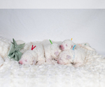 Small Photo #17 Maremma Sheepdog Puppy For Sale in CONWAY, MO, USA