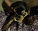 Small Photo #2 Yorkshire Terrier Puppy For Sale in WOODBRIDGE, VA, USA