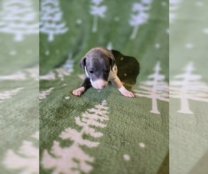 Italian Greyhound Puppy for sale in NESBIT, MS, USA