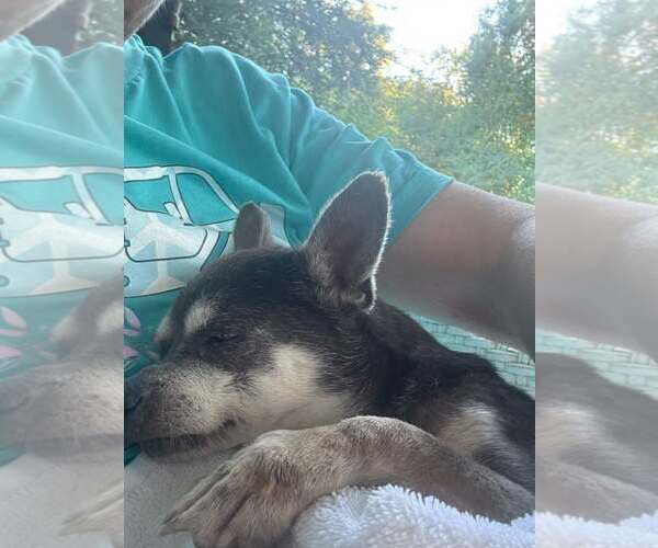 Medium Photo #3 Chihuahua Puppy For Sale in Gulfport, MI, USA