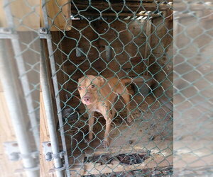 American Staffordshire Terrier Dogs for adoption in Fort Lauderdale, FL, USA