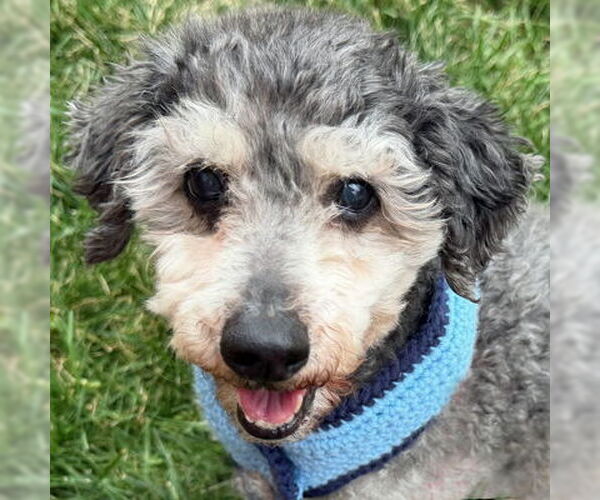 Medium Photo #4 Poodle (Miniature) Puppy For Sale in Arlington, VA, USA