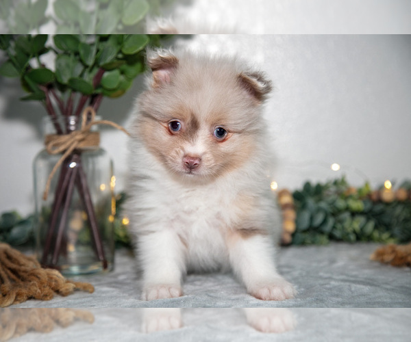 Medium Photo #2 Pomeranian Puppy For Sale in GOSHEN, IN, USA