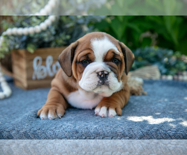 Medium Photo #3 Beabull Puppy For Sale in SHIPSHEWANA, IN, USA