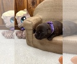 Small #10 Labrador Retriever