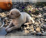 Small Photo #7 Labrador Retriever Puppy For Sale in COON RAPIDS, IA, USA