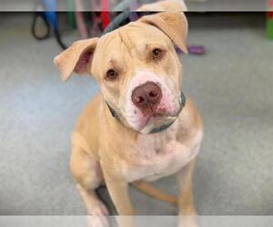 HAWKS - Male American Bulldog-Unknown Mix Dog for Adoption - Photo #2