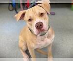 Small #1 American Bulldog Mix