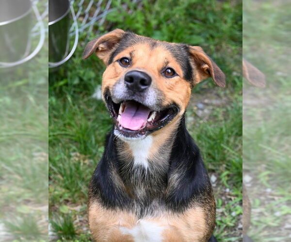 Medium Photo #2 Rottweiler-American Pit Bull Terrier Puppy For Sale in Glen Allen, VA, USA