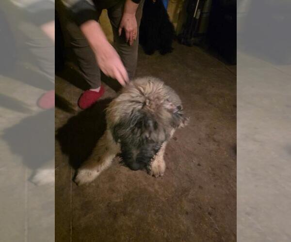 Medium Photo #2 Bouvier Des Flandres Puppy For Sale in MASSILLON, OH, USA