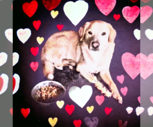 Labrador Retriever-Unknown Mix Dogs for adoption in Orange Grove, TX, USA