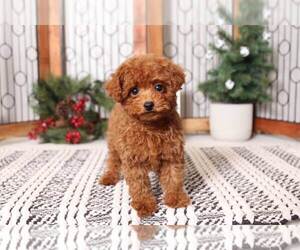Poodle (Miniature) Puppy for sale in NAPLES, FL, USA