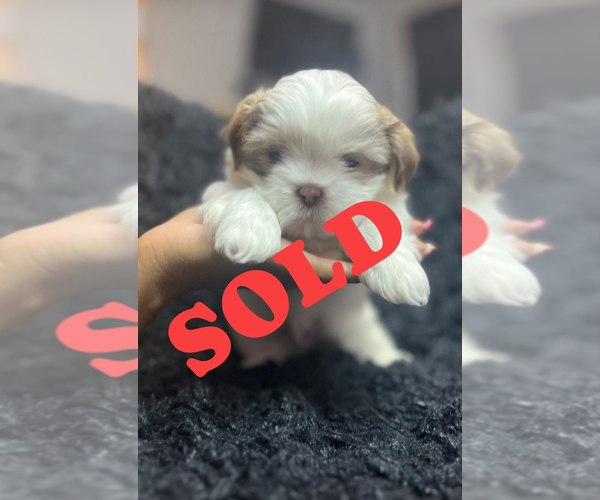 Medium Photo #9 Shih Tzu Puppy For Sale in MEMPHIS, TN, USA