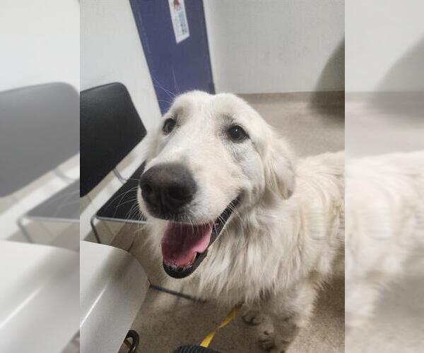 Medium Photo #1 Great Pyrenees Puppy For Sale in Bakersfield, CA, USA