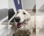 Small Great Pyrenees