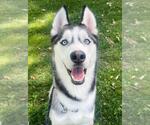 Small #1 Siberian Husky Mix