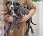 Small #1 American Bulldog-American Staffordshire Terrier Mix