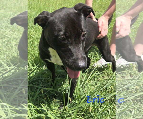 Medium Photo #3 Mutt Puppy For Sale in Jackson, MS, USA