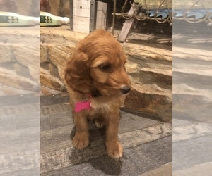 Irish Doodle Puppy for sale in ROBERTSDALE, AL, USA