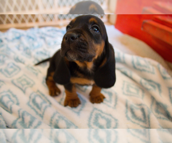 Medium Photo #6 Basset Hound Puppy For Sale in PETERSBURG, IN, USA