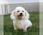 Small Photo #1 Zuchon Puppy For Sale in ARTHUR, IL, USA