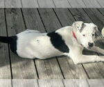 Small #2 American Staffordshire Terrier-Mastiff Mix