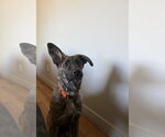 Alys #1 - Female Mutt Dog for Adoption - Small photo