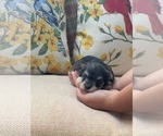 Small #1 Mutt