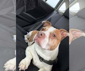 Basset Hound-Unknown Mix Dogs for adoption in Martinsburg, WV, USA