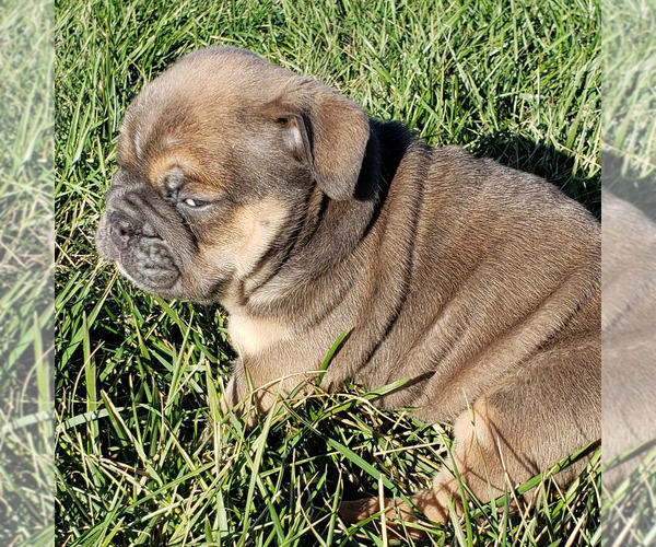 Medium Photo #6 Bulldog Puppy For Sale in SPRINGFIELD, MO, USA