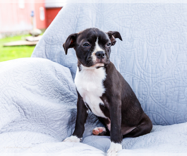 Medium Photo #2 Boston Terrier Puppy For Sale in WAKARUSA, IN, USA