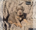 Image preview for Ad Listing. Nickname: Rory