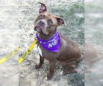 Small #1 American Pit Bull Terrier