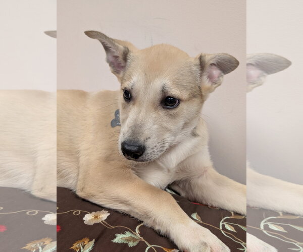 Medium Photo #2 Mutt Puppy For Sale in Holly Springs, NC, USA