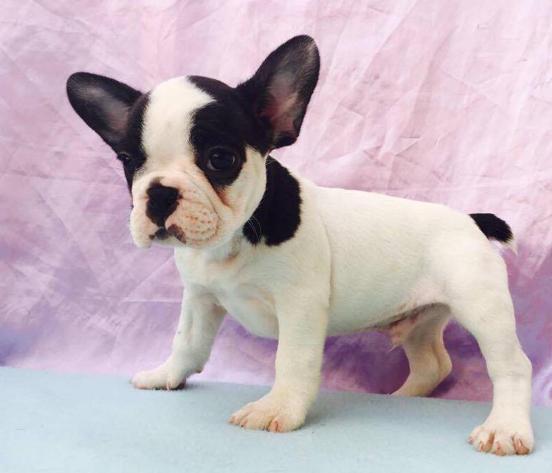 View Ad French Bulldog Puppy for Sale near South Carolina