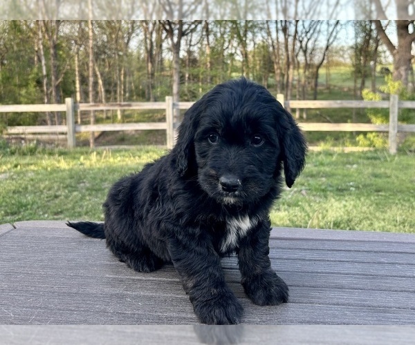 Medium Photo #6 Goldendoodle Puppy For Sale in KNOB NOSTER, MO, USA