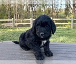 Small Photo #6 Goldendoodle Puppy For Sale in KNOB NOSTER, MO, USA