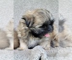 Small Photo #4 Shih Tzu Puppy For Sale in MANES, MO, USA